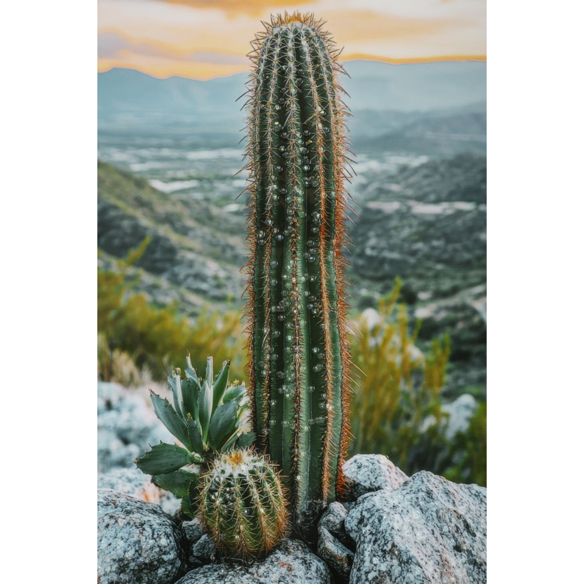 Kendra Home - Stampa su Tela con Cornice Cactus, Multicolore, 60x4x90 cm